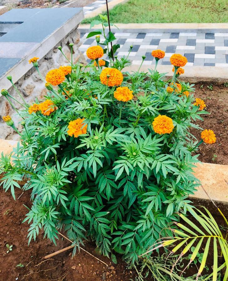 Royal Meadows - Igatpuri Bungalow C מראה חיצוני תמונה